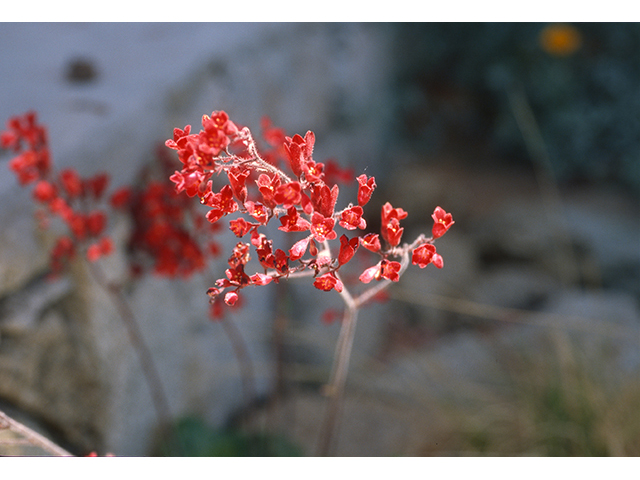 Heuchera sanguinea (Coralbells) #68971