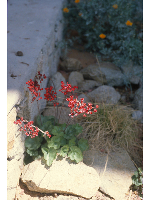 Heuchera sanguinea (Coralbells) #68972