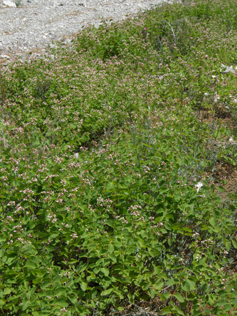 Apocynum androsaemifolium (Spreading dogbane) #77393