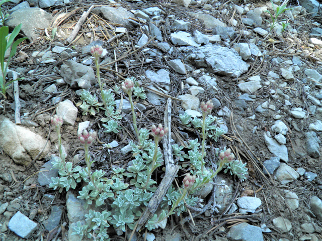 Antennaria rosea (Rosy pussytoes) #77407