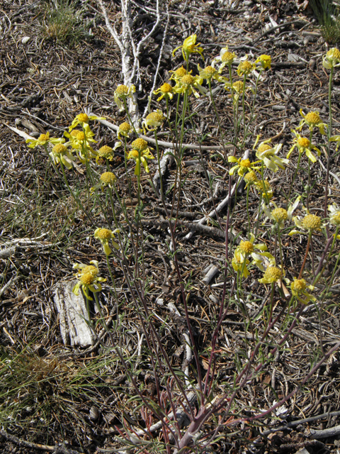 Hymenoxys cooperi (Cooper's rubberweed) #77445