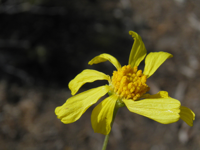 Hymenoxys cooperi (Cooper's rubberweed) #77446