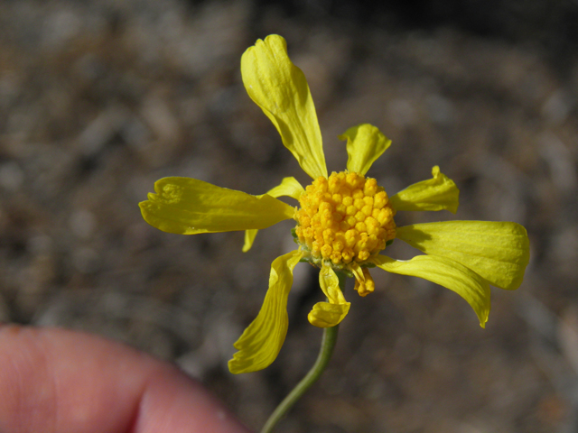 Hymenoxys cooperi (Cooper's rubberweed) #77447