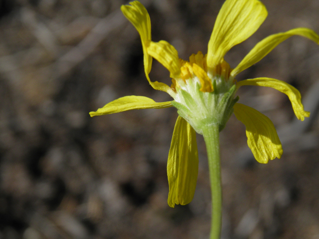 Hymenoxys cooperi (Cooper's rubberweed) #77448