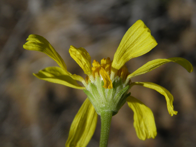 Hymenoxys cooperi (Cooper's rubberweed) #77449