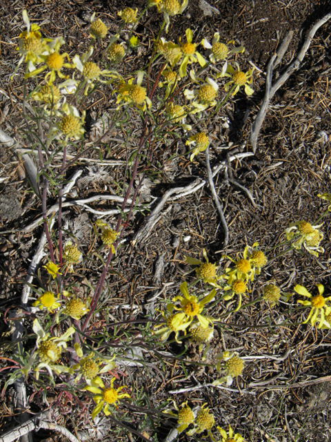 Hymenoxys cooperi (Cooper's rubberweed) #77450