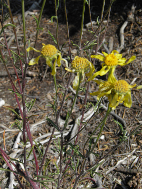 Hymenoxys cooperi (Cooper's rubberweed) #77451