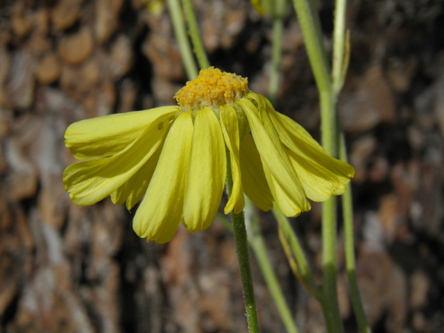 Hymenoxys cooperi (Cooper's rubberweed) #77453