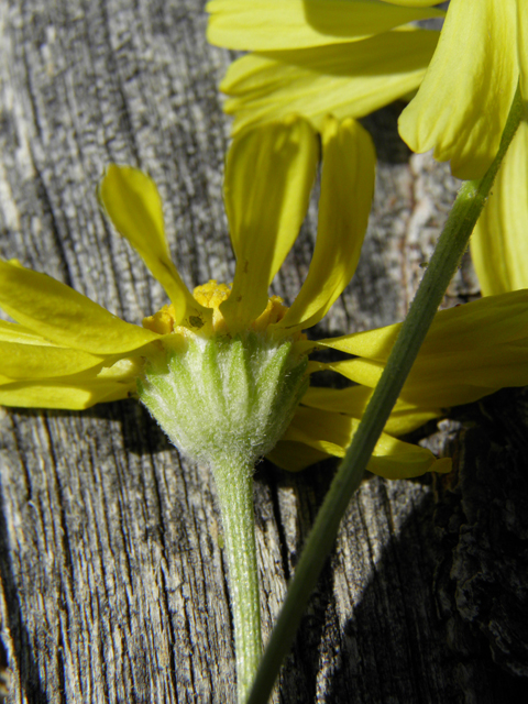 Hymenoxys cooperi (Cooper's rubberweed) #77455