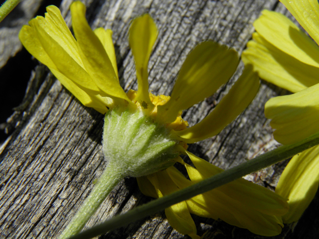 Hymenoxys cooperi (Cooper's rubberweed) #77456