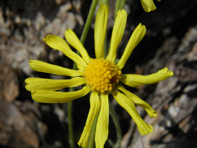 Hymenoxys cooperi (Cooper's rubberweed) #77457