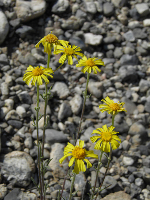 Hymenoxys cooperi (Cooper's rubberweed) #77458