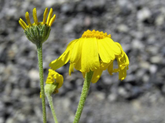 Hymenoxys cooperi (Cooper's rubberweed) #77460