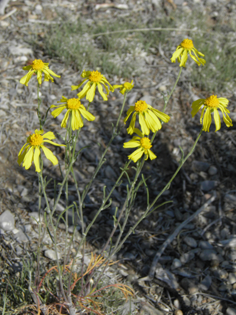 Hymenoxys cooperi (Cooper's rubberweed) #77461