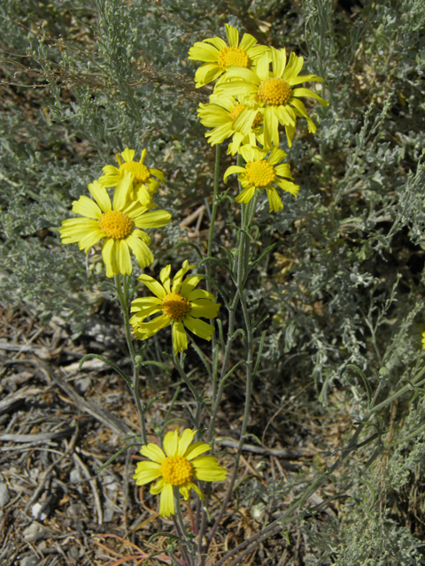 Hymenoxys cooperi (Cooper's rubberweed) #77462