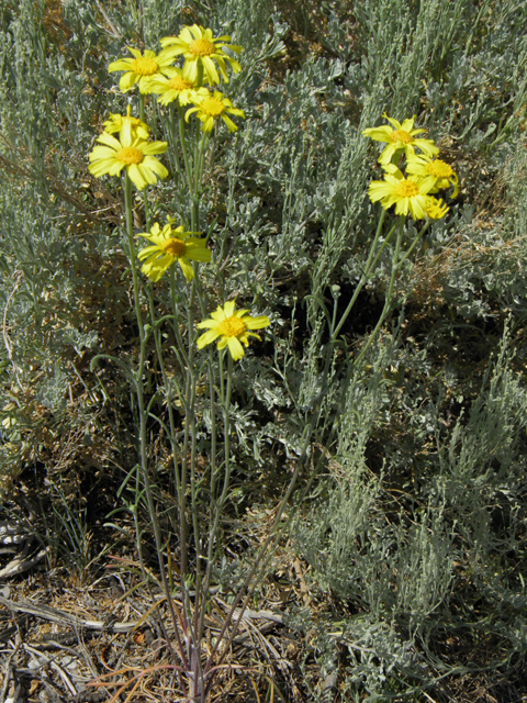 Hymenoxys cooperi (Cooper's rubberweed) #77463