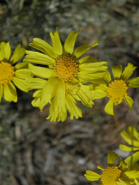 Hymenoxys cooperi (Cooper's rubberweed) #77464