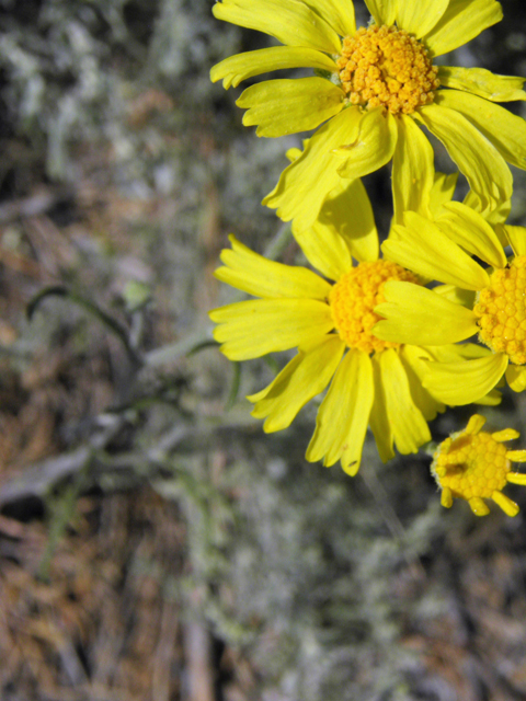 Hymenoxys cooperi (Cooper's rubberweed) #77465