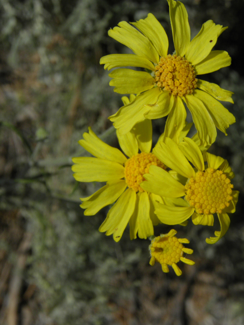 Hymenoxys cooperi (Cooper's rubberweed) #77466