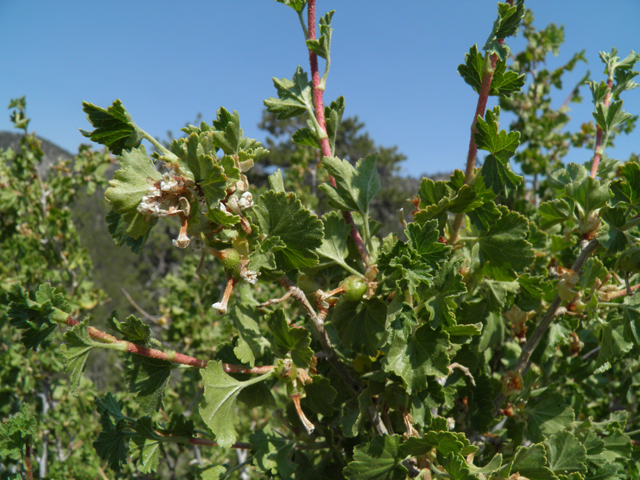 Ribes cereum (Wax currant) #77516