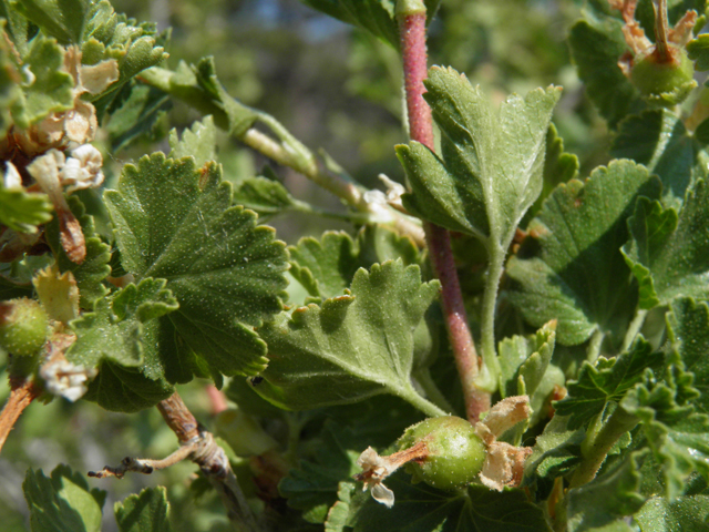 Ribes cereum (Wax currant) #77517