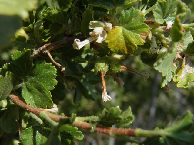 Ribes cereum (Wax currant) #77518