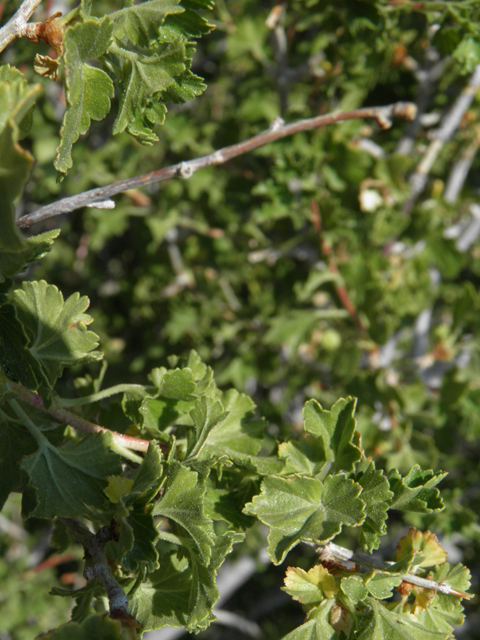 Ribes cereum (Wax currant) #77519