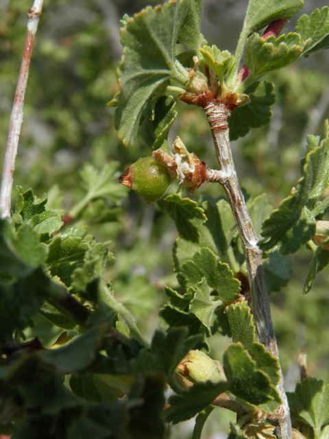 Ribes cereum (Wax currant) #77520