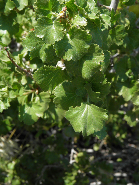 Ribes cereum (Wax currant) #77521