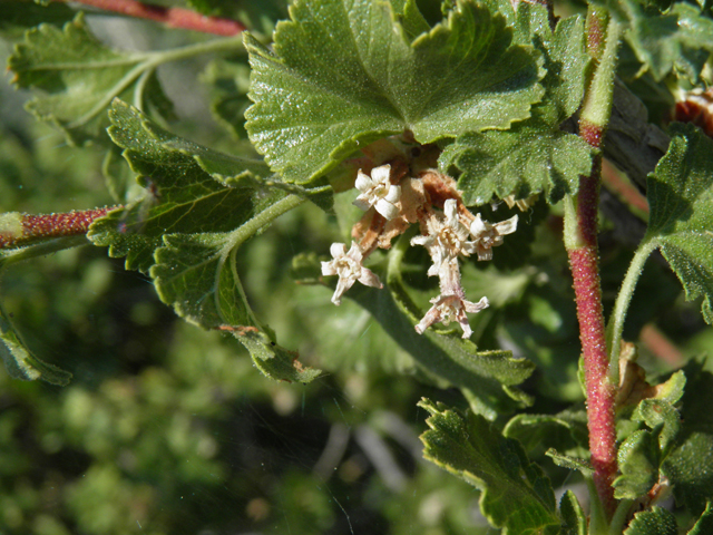 Ribes cereum (Wax currant) #77522