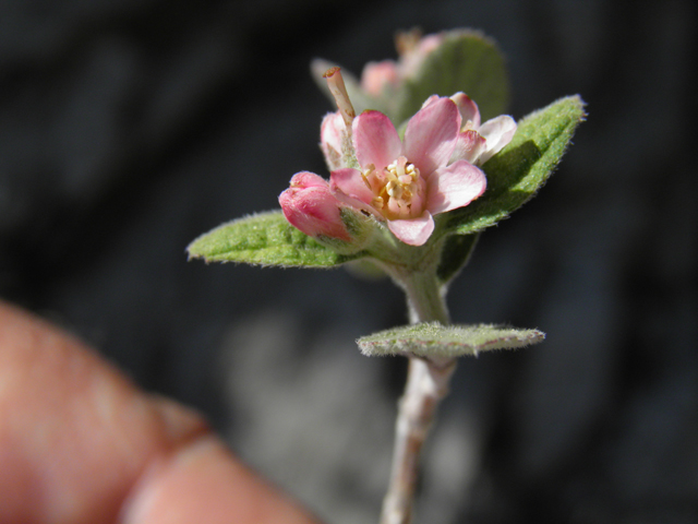 Jamesia americana (Fivepetal cliffbush) #77523