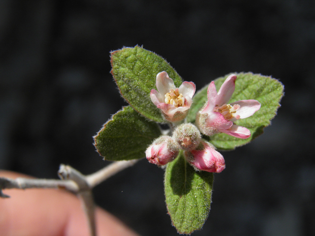 Jamesia americana (Fivepetal cliffbush) #77524