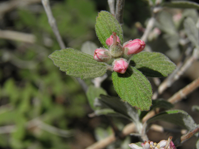 Jamesia americana (Fivepetal cliffbush) #77525