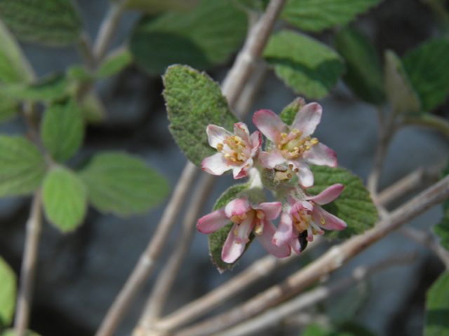 Jamesia americana (Fivepetal cliffbush) #77527