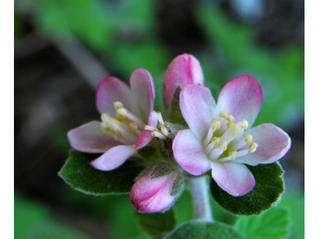 Jamesia americana (Fivepetal cliffbush) #77535