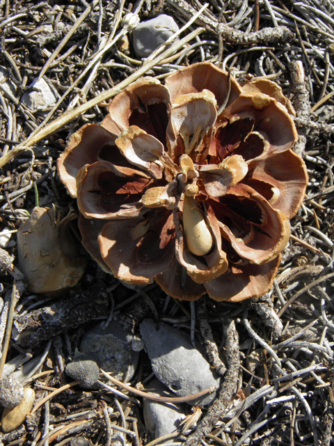 Pinus monophylla (Singleleaf pinyon) #77573