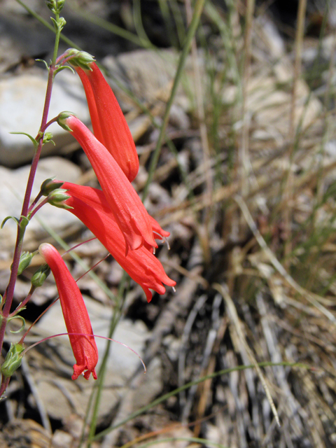 Penstemon barbatus (Scarlet bugler) #77580