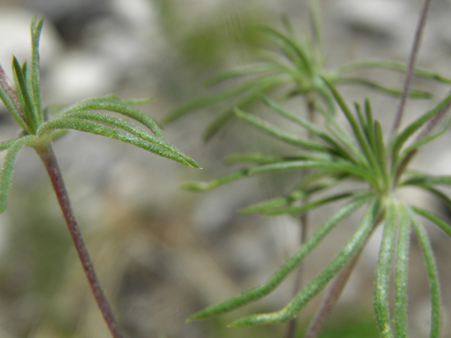 Leptosiphon nuttallii ssp. nuttallii (Nuttall's linanthus) #77606