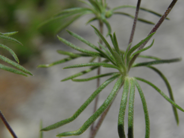 Leptosiphon nuttallii ssp. nuttallii (Nuttall's linanthus) #77607