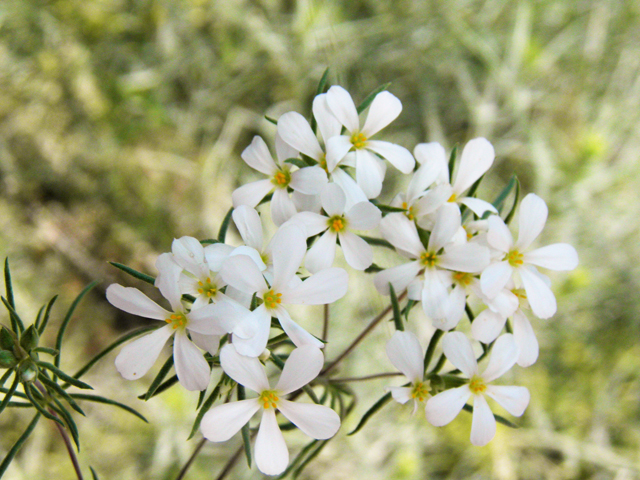 Leptosiphon nuttallii ssp. nuttallii (Nuttall's linanthus) #77608