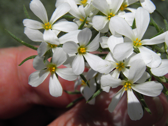 Leptosiphon nuttallii ssp. nuttallii (Nuttall's linanthus) #77609