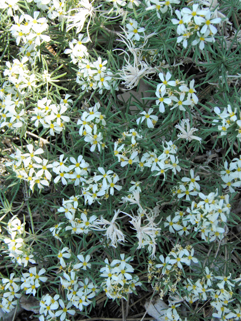 Leptosiphon nuttallii ssp. nuttallii (Nuttall's linanthus) #77610