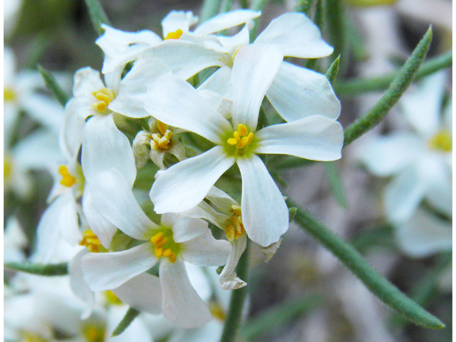 Leptosiphon nuttallii ssp. nuttallii (Nuttall's linanthus) #77611