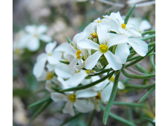 Leptosiphon nuttallii ssp. nuttallii (Nuttall's linanthus) #77612