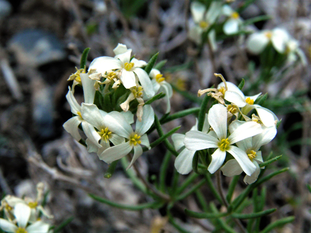 Leptosiphon nuttallii ssp. nuttallii (Nuttall's linanthus) #77614