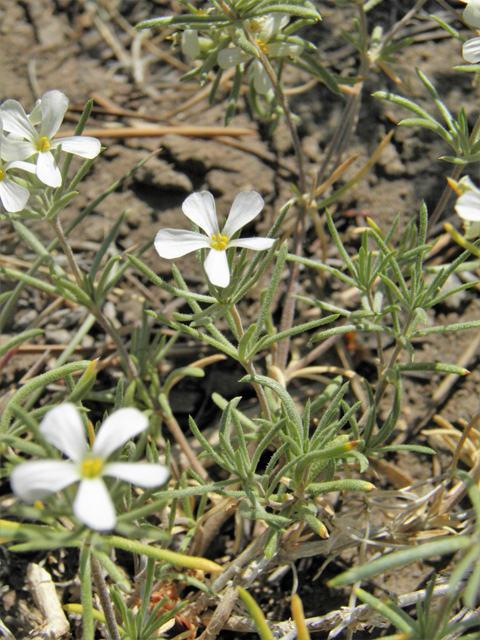 Leptosiphon nuttallii ssp. nuttallii (Nuttall's linanthus) #77616