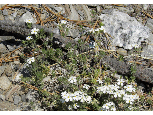 Leptosiphon nuttallii ssp. nuttallii (Nuttall's linanthus) #77617