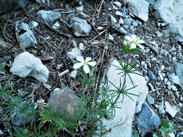 Leptosiphon nuttallii ssp. nuttallii (Nuttall's linanthus) #77618