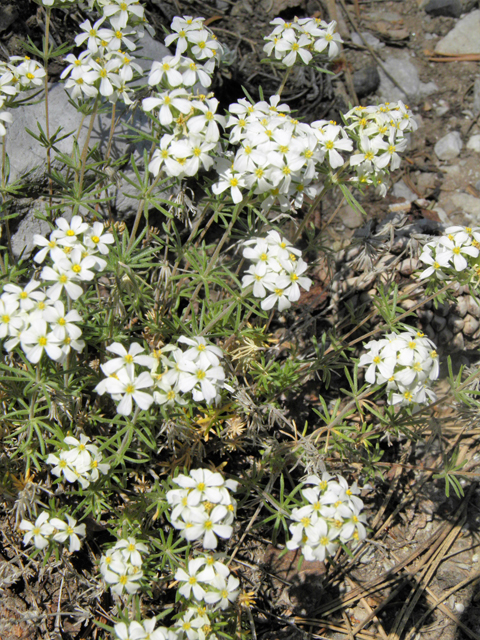 Leptosiphon nuttallii ssp. nuttallii (Nuttall's linanthus) #77619