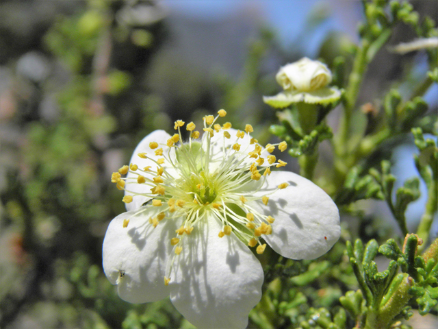 Purshia stansburiana (Stansbury cliffrose) #77647